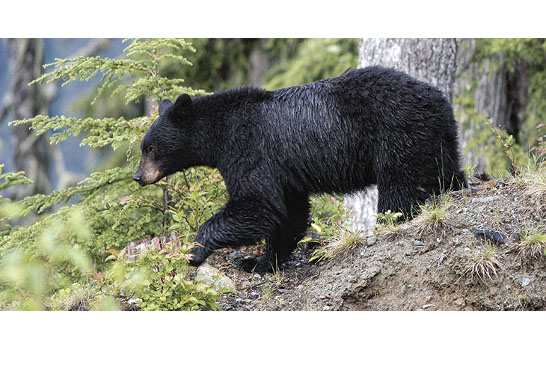 圖：大溫地區近期三日內發生兩次黑熊襲擊人類事件，卑詩省與熊智慧相處組織呼籲民眾在郊外需隨時留意周圍環境，避免遭遇到熊襲。（Bear Smart BC）